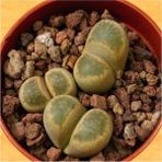 Tohum Dünyam Lithops Geyeri Sukulent Tohumu - 1 Adet