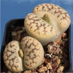 Tohum Dünyam Lithops Gracilidelineata Sukulent Tohumu - 1 Adet