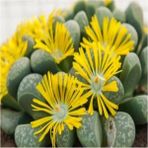 Tohum Dünyam Lithops Helmutii Sukulent Tohumu - 1 Adet
