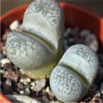 Tohum Dünyam Lithops Herrei Sukulent Tohumu - 1 Adet
