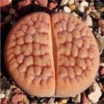 Tohum Dünyam Lithops Hookeri V. Lutea Sukulent Tohumu - 1 Adet