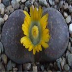 Tohum Dünyam Lithops Hookeri V Marginata Sukulent Tohumu - 1 Adet