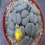 Tohum Dünyam Lithops Hookeri V Susannae Sukulent Tohumu - 1 Adet