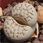 Tohum Dünyam Lithops Julii (Chrysocephala) Sukulent Tohumu - 1 Adet