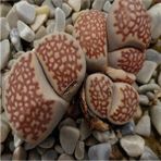 Tohum Dünyam Lithops Julii ‘harlequin’ Sukulent Tohumu - 1 Adet