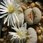 Tohum Dünyam Lithops Julii ‘hot Lips’ Sukulent Tohumu - 1 Adet