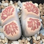 Tohum Dünyam Lithops Julii ‘kikushogiyoku’ Sukulent Tohumu - 1 Adet