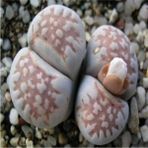 Tohum Dünyam Lithops Julii (Littlewoodii) Sukulent Tohumu - 1 Adet