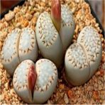 Tohum Dünyam Lithops Julii Ssp Fulleri Sukulent Tohumu - 1 Adet