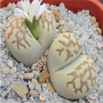Tohum Dünyam Lithops Julii Ssp Fulleri V Brunnea Sukulent Tohumu - 1 Adet