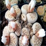 Tohum Dünyam Lithops Julii Sukulent Tohumu - 1 Adet