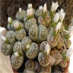 Tohum Dünyam Lithops Karasmontana Ssp Bella Sukulent Tohumu - 1 Adet