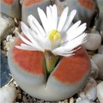 Tohum Dünyam Lithops Karasmontana Sukulent Tohumu - 1 Adet