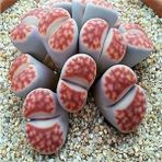 Tohum Dünyam Lithops Karasmontana ‘sumitatum’ Sukulent Tohumu - 1 Adet