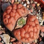 Tohum Dünyam Lithops Karasmontana ‘tischeri’ Sukulent Tohumu - 1 Adet