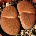 Tohum Dünyam Lithops Lesliei Sukulent Tohumu - 1 Adet