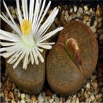 Tohum Dünyam Lithops Lesliei V Albiflora Sukulent Tohumu - 1 Adet