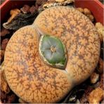 Tohum Dünyam Lithops Lesliei V Hornii Sukulent Tohumu - 1 Adet