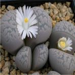 Tohum Dünyam Lithops Marmorata Sukulent Tohumu - 1 Adet
