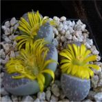 Tohum Dünyam Lithops Naureeniae Sukulent Tohumu - 1 Adet