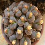 Tohum Dünyam Lithops Olivaceae V. Nebrownii Sukulent Tohumu - 1 Adet