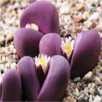 Tohum Dünyam Lithops Optica Cv Rubra Sukulent Tohumu - 1 Adet