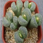 Tohum Dünyam Lithops Otzeniana ‘green Attempts’ Sukulent Tohumu - 1 Adet