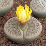 Tohum Dünyam Lithops Pseudotruncatella Sukulent Tohumu - 1 Adet