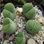 Tohum Dünyam Lithops Salicola ‘malachite’ Sukulent Tohumu - 1 Adet