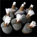 Tohum Dünyam Lithops Salicola Sukulent Tohumu - 1 Adet