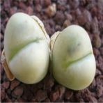 Tohum Dünyam Lithops Steineckeana Sukulent Tohumu - 1 Adet