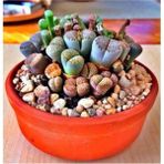Tohum Dünyam Lithops Taş Çiçek Tohumu 15 Adet - 1 Adet