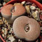 Tohum Dünyam Lithops Terricolor ‘peersii’ Sukulent Tohumu - 1 Adet