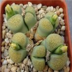 Tohum Dünyam Lithops Terricolor ‘speckled Gold’ Sukulent Tohumu - 1 Adet