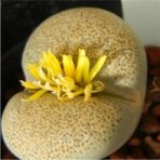 Tohum Dünyam Lithops Terricolor Sukulent Tohumu - 1 Adet