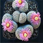 Tohum Dünyam Lithops Verruculosa ‘rose Of Texas’ Sukulent Tohumu - 1 Adet