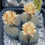Tohum Dünyam Lithops Verruculosa Sukulent Tohumu - 1 Adet
