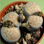 Tohum Dünyam Lithops Verruculosa V. Glabra Sukulent Tohumu - 1 Adet