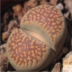 Tohum Dünyam Lithops Villetii Ssp Deboeri Sukulent Tohumu - 1 Adet
