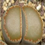 Tohum Dünyam Lithops Villetii Ssp Kennedyi Sukulent Tohumu - 1 Adet