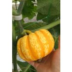 Tohum Dünyam Nadir Mini Bal Kabağı Tohumu / 5 Adet Tohum