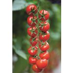 Tohum Dünyam Salkım Cherry Domates Tohumu / 5+ Adet Tohum