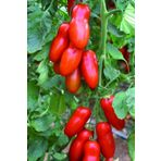 Tohum Dünyam San Marzano Domates Tohumu / 10+ Adet Tohum