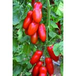 Tohum Dünyam San Marzano Domates Tohumu / 5+ Adet Tohum - 1 Adet