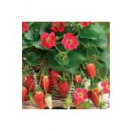 Tohum Dünyam Yediveren Sarmaşık Çilek Tohumu 100 Adet