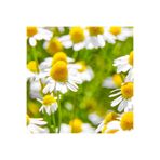 Tohum Dünyası 500+ Adet Alman Papatyası Tohumu - Tıbbi Papatya - German Chamomile