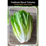 Tohum Seç Geniş Yapraklı, Yedikule Marul Tohumu, 2 GRAM/1.800 Adet Tohum