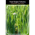Tohum Seç Yeşil Soğan Tohumu, Yüksek Verim, 2 Gram/500+ Adet Tohum - 75 Adet