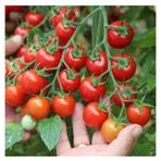 Tohum Super Paket Cherry Domates Ata Tohum 150 Adet