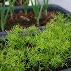 TohumBul Aromatik Dereotu Fidesi (5 Adet)